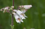 Eastern gray beardstongue